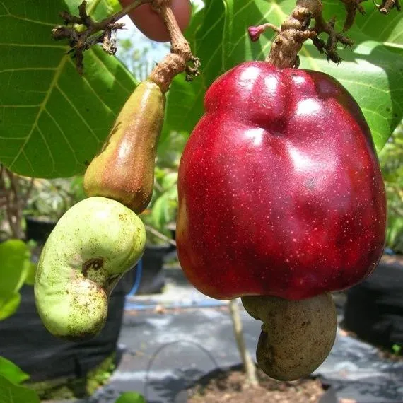 thumbnail for publication: Cashew Apple Fruit Growing in the Florida Home Landscape